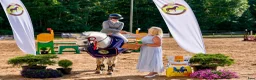 Hoppning hästar till salu:  Connemara Dressage-showjumping pony - Annons 3