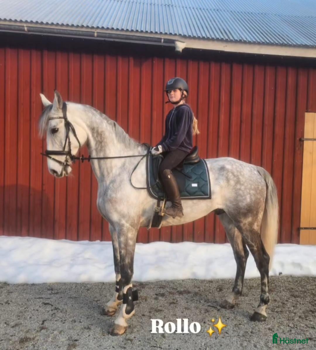  hästar TILL RIDSKOLA SOM KAN VIDAREUTBILDA. - Annons 6