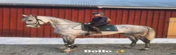 Allround hästar till salu: Otrolig valack 🦄🤍 - Annons 3