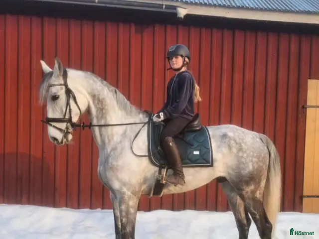 hästar RIDSKOLA/VERKSAMHET 💜 PRIS ENDAST DENNA VECKAN. - Annons 18