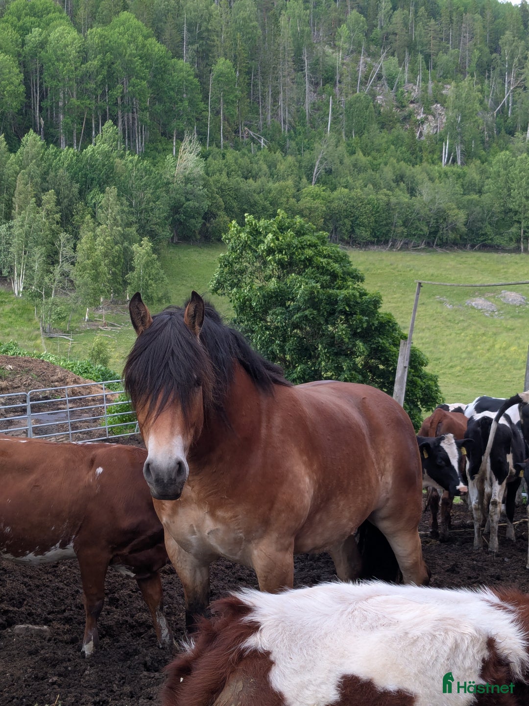 Allround hästar till salu: Otroligt snäll, körd & riden nsv valack. i Ullånger - Annons 2