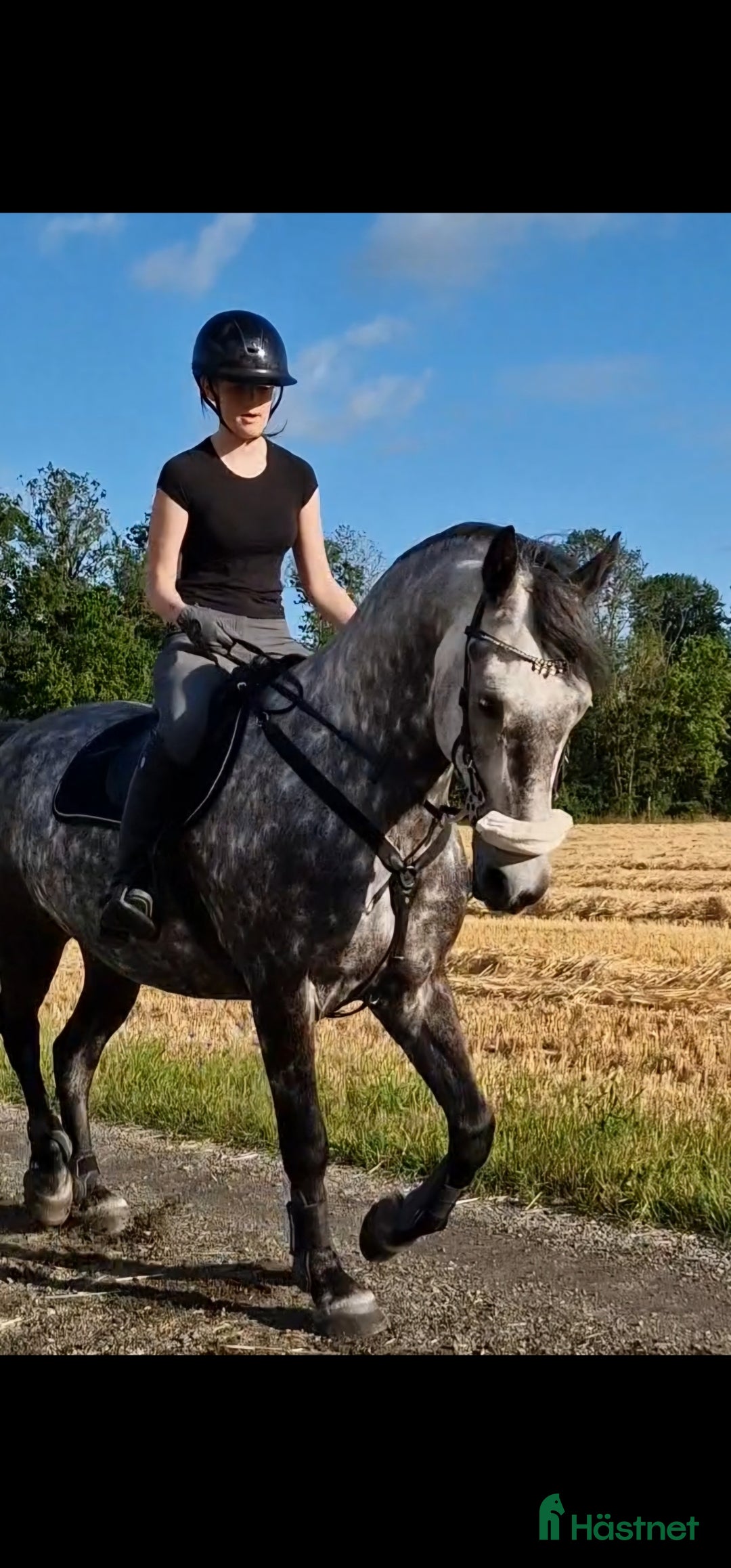  hästar #RESERVERAD# Perfekt familjehäst till salu i Kristianstad - Annons 2