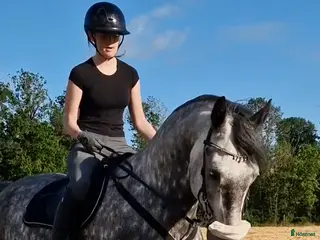 hästar #RESERVERAD# Perfekt familjehäst till salu i Kristianstad - Annons 2