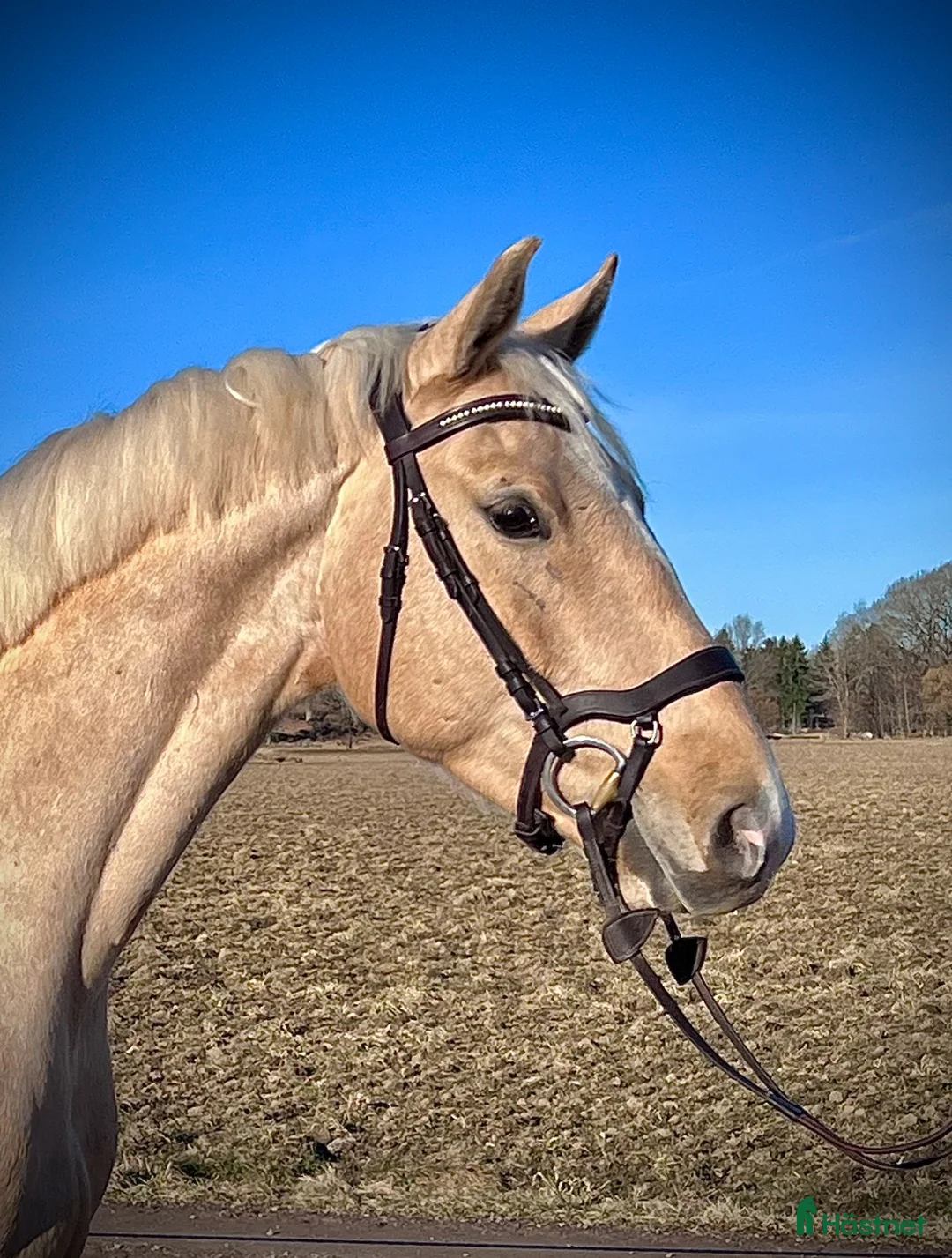 Dressyr hästar till salu: Drömmig SWB valack med utstrålning - Annons 2