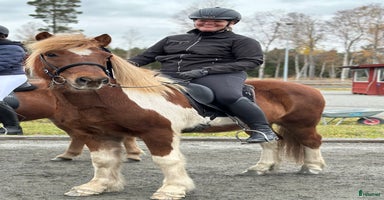  hästar i Skinnskatteberg - Annons 3