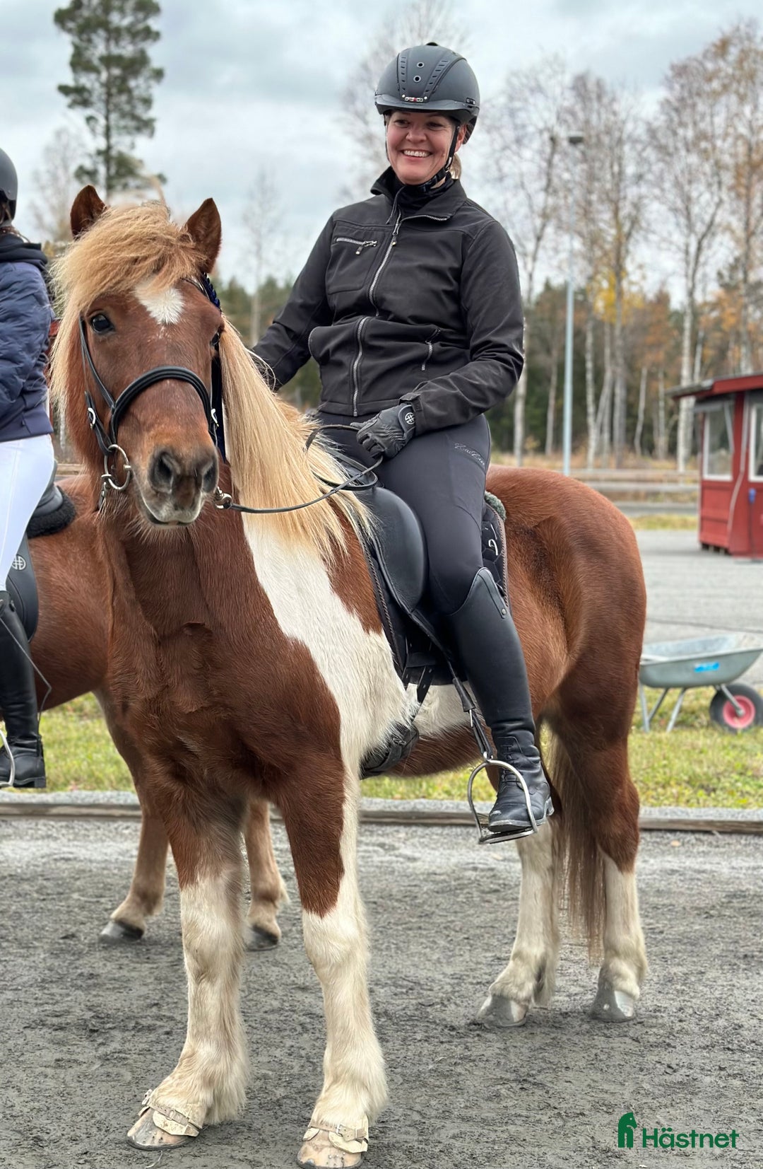 Island hästar till salu: Lyxig rolig valack  i Skinnskatteberg - Annons 2
