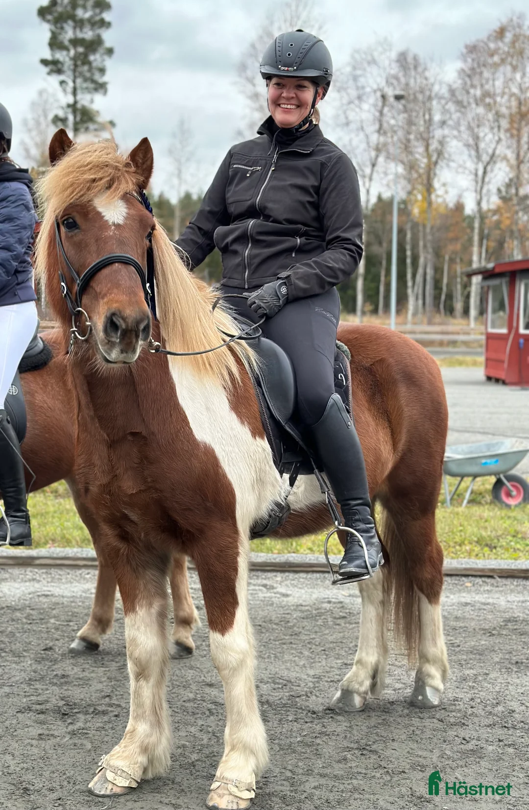 Island hästar till salu: Lyxig rolig valack  i Skinnskatteberg - Annons 2