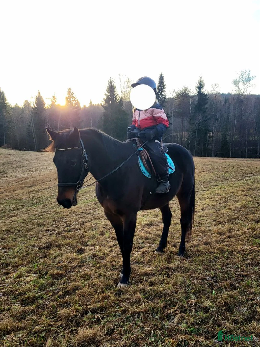 Allround hästar till salu: Sjysst boende sökes!  i Njurunda - Annons 2