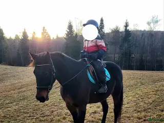 hästar Sjysst boende sökes! i Njurunda - Annons 5