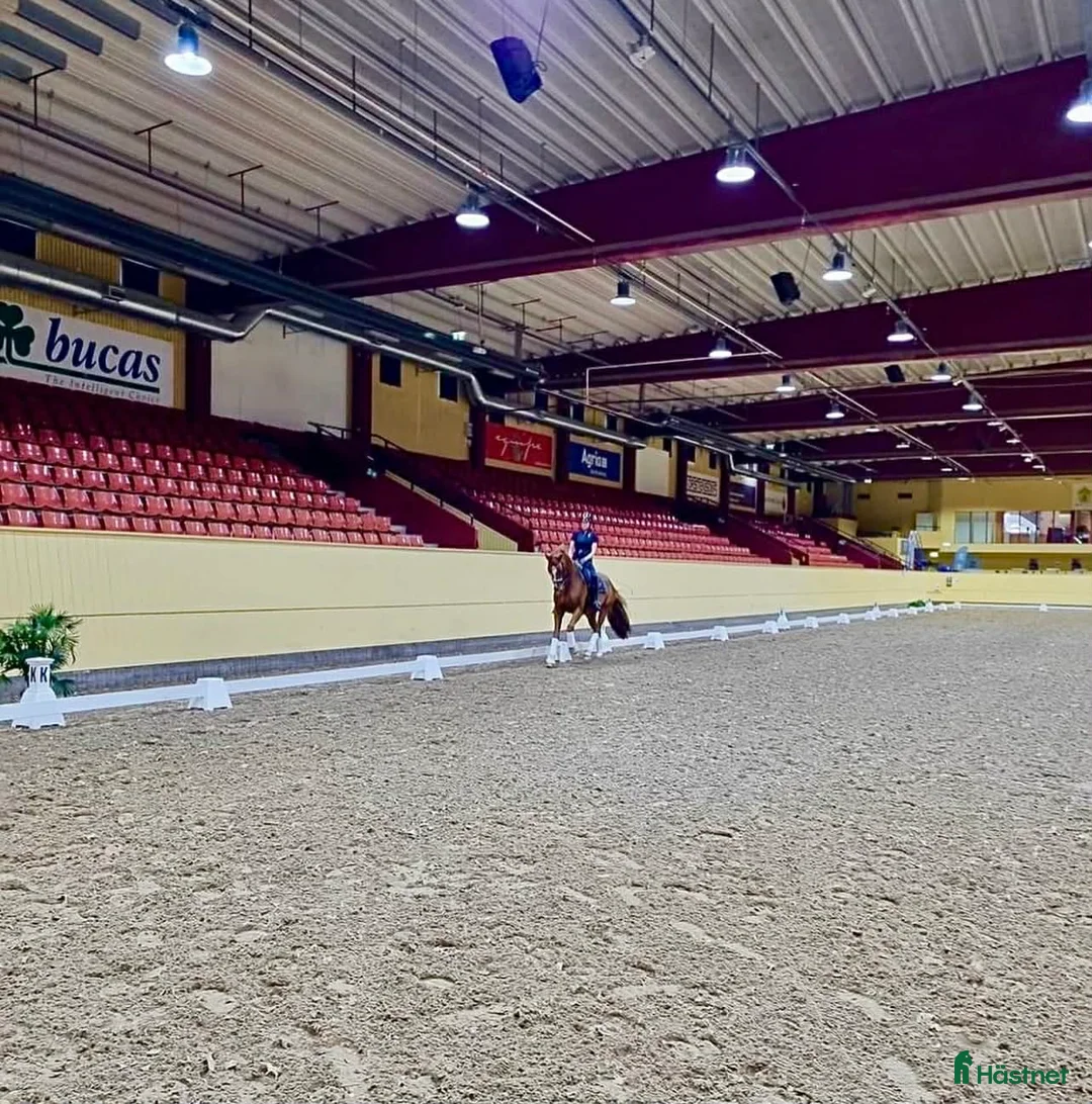 Dressyr hästar till salu: Trevlig vacker valack med mycket utstrålning i Malmö - Annons 3