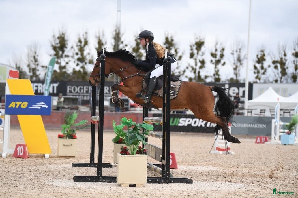 Hoppning hästar till salu: Drömponny för valfri gren i Uppsala - Annons 1