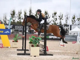 hästar Drömponny för valfri gren i Uppsala - Annons 15