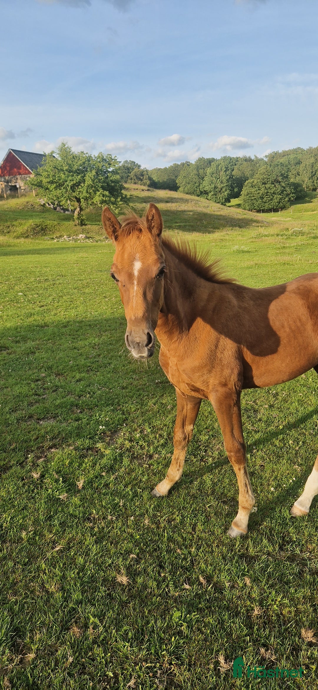 Dressyr hästar till salu: Fin kille e Van Vivaldi  i Höör - Annons 1