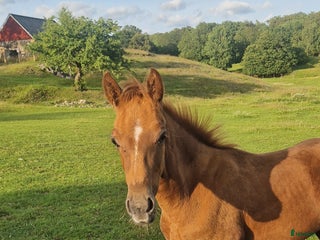 Dressyr hästar till salu: Fin kille e Van Vivaldi i Höör - Annons 1
