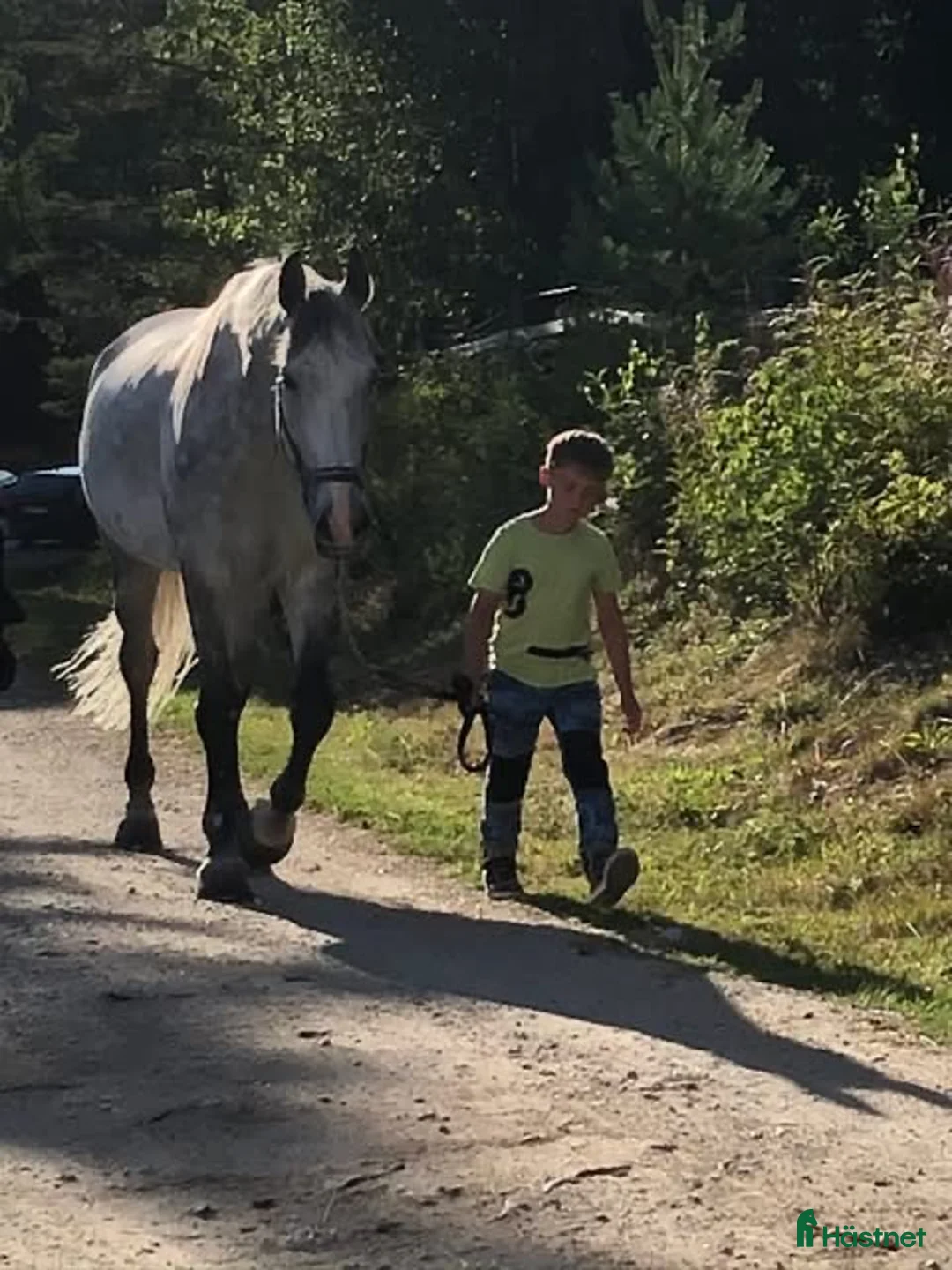 Avelshästar hästar till salu: Avelssto till salu/ bytes mot ungponny - Annons 3