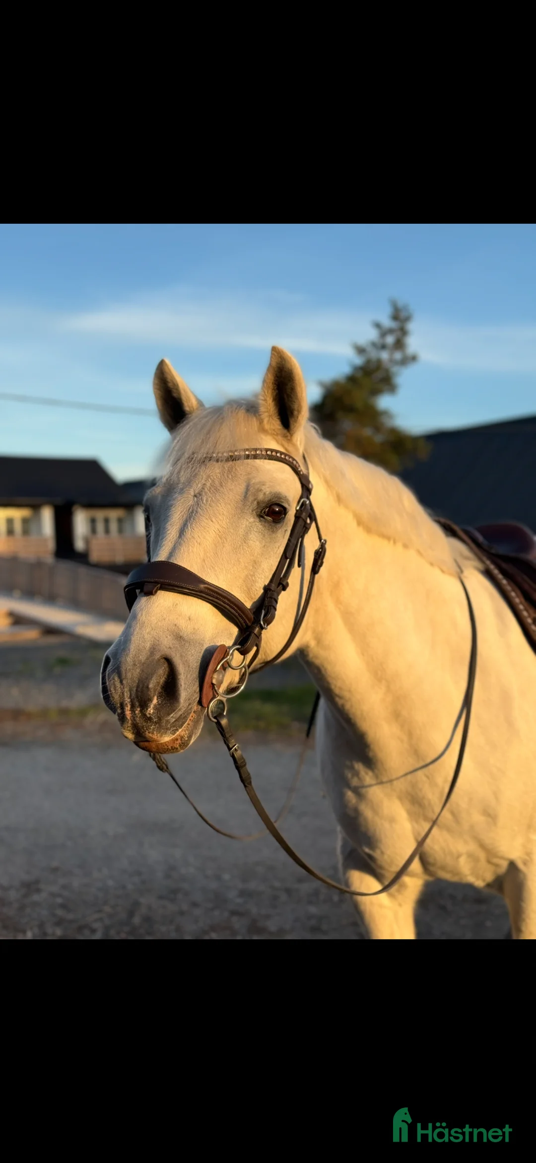  medryttarhäst finnes: Medryttare sökes till d-ponny i Norra Sorunda - Annons 2