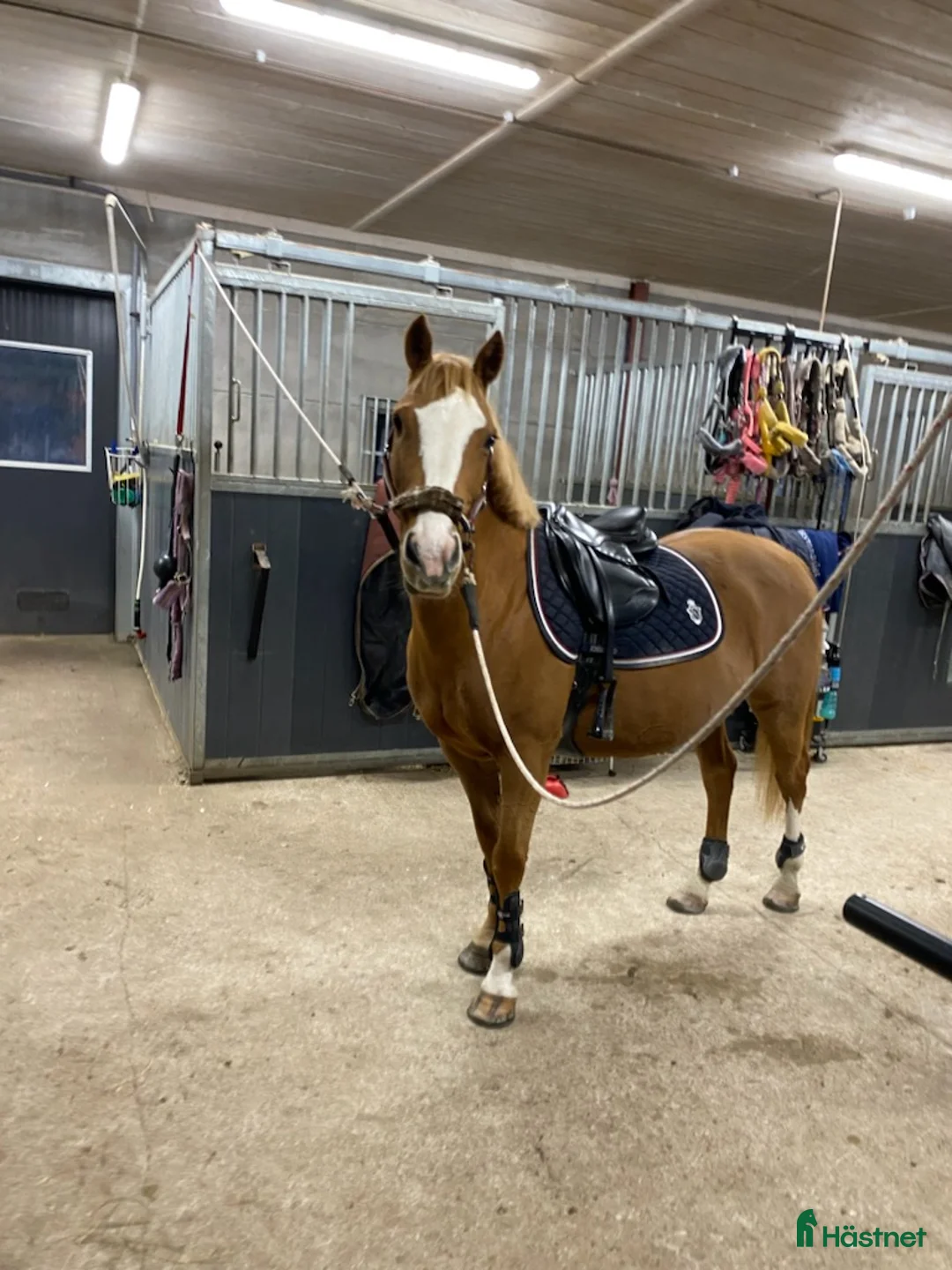 Allround hästar till salu: Akut söker vi nu ett gott hem till vår prinsessa!  - Annons 2
