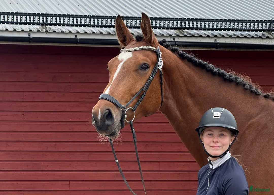 Hoppning hästar till salu: Finaste Victor  i Viksjöfors - Annons 1