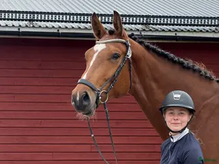 hästar Finaste Victor i Viksjöfors - Annons 8