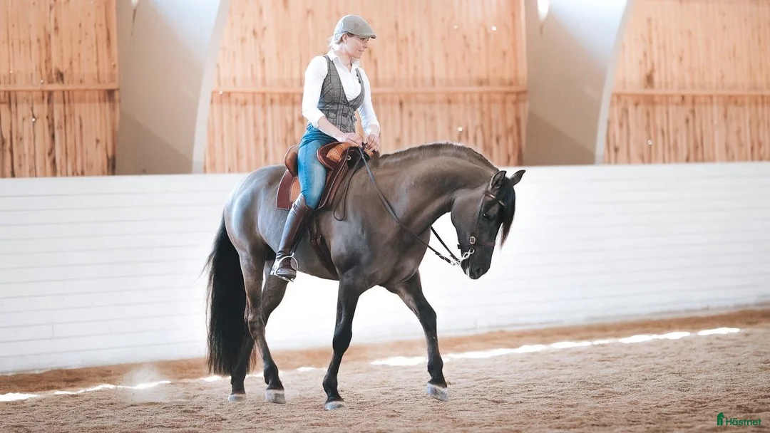 Allround hästar till salu: Kigermustang föl väntas  - Annons 5