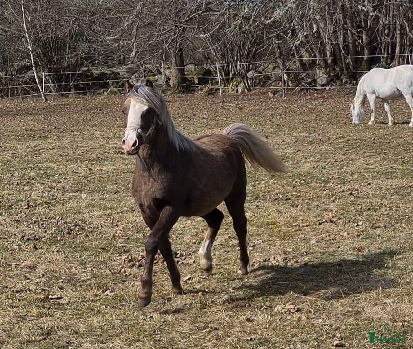 Allround hästar till salu: Welsh mountain sto - Annons 2