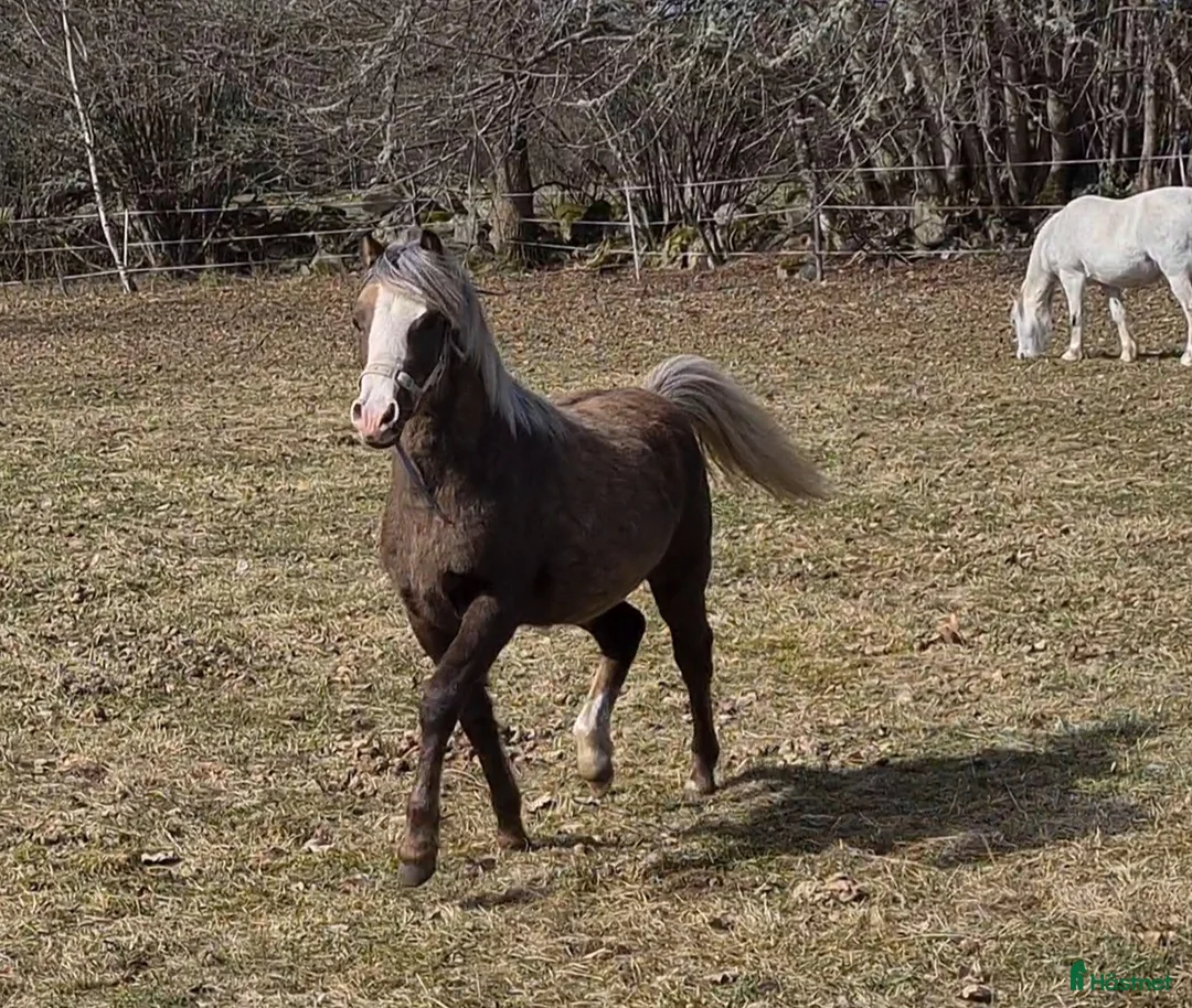 Allround hästar till salu: Welsh mountain sto - Annons 1