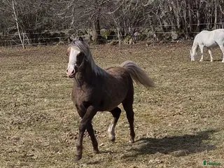 Allround hästar till salu: Welsh mountain sto - Annons 2