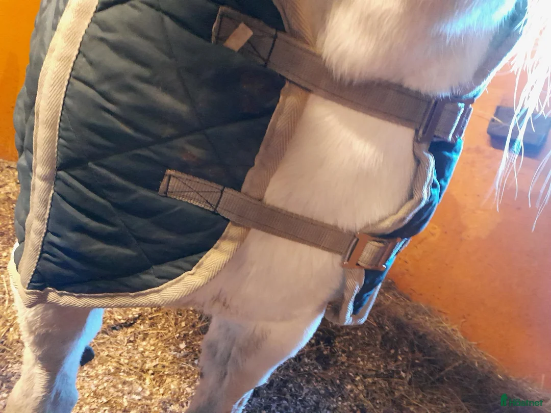 Täcken hästutrustning till salu: 110 cm show-stalltäcke - Annons 2