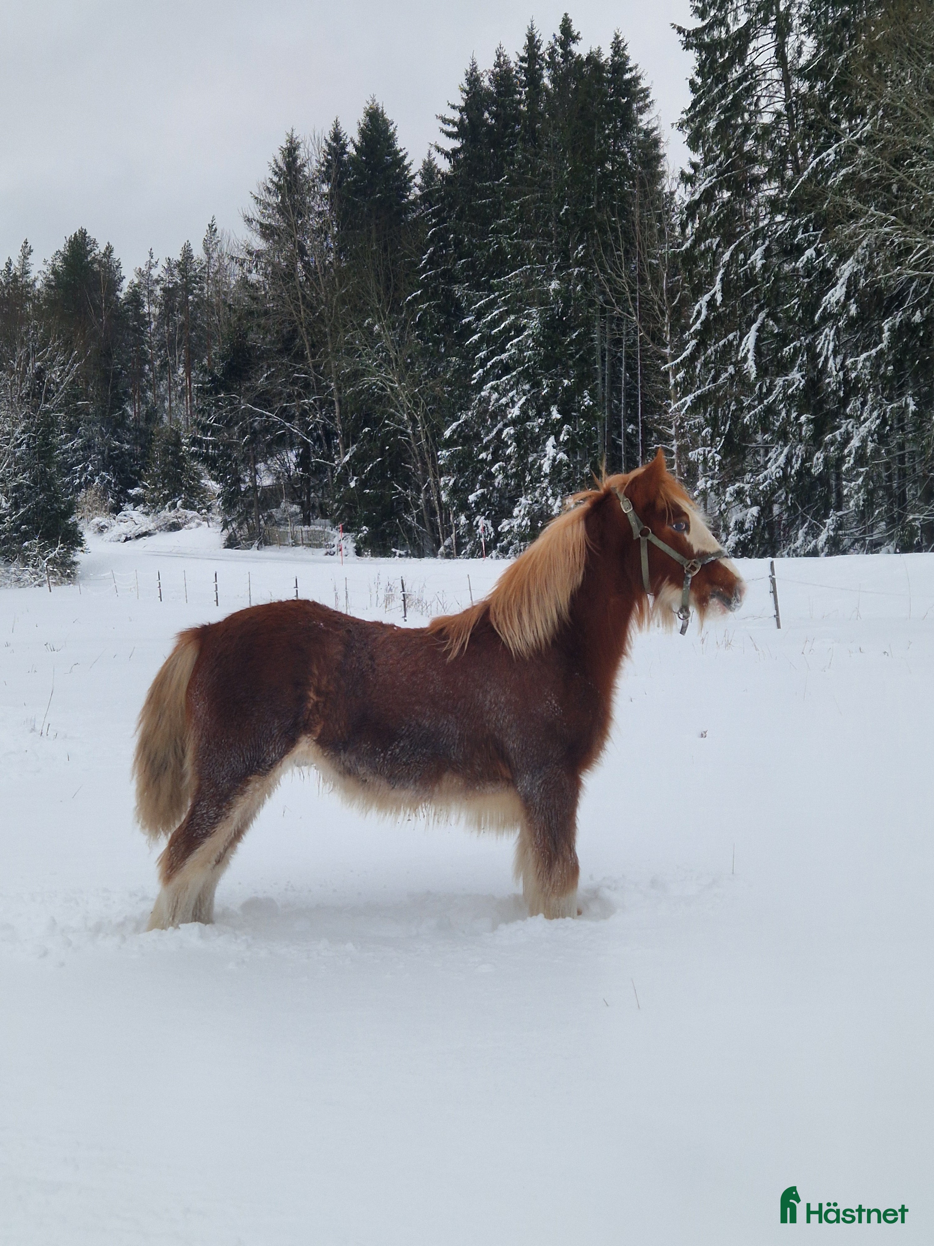 hästar Här finns din nya bästa vän på fyra ben! - Annons 14