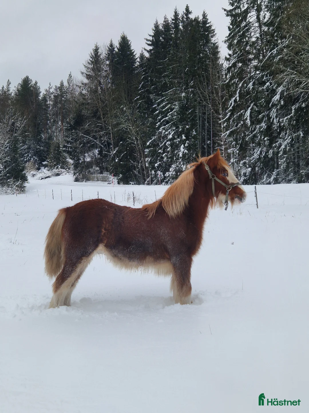 Allround hästar till salu: Här finns din nya bästa vän på fyra ben! - Annons 1