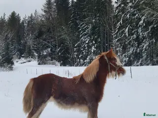 hästar Här finns din nya bästa vän på fyra ben! - Annons 14