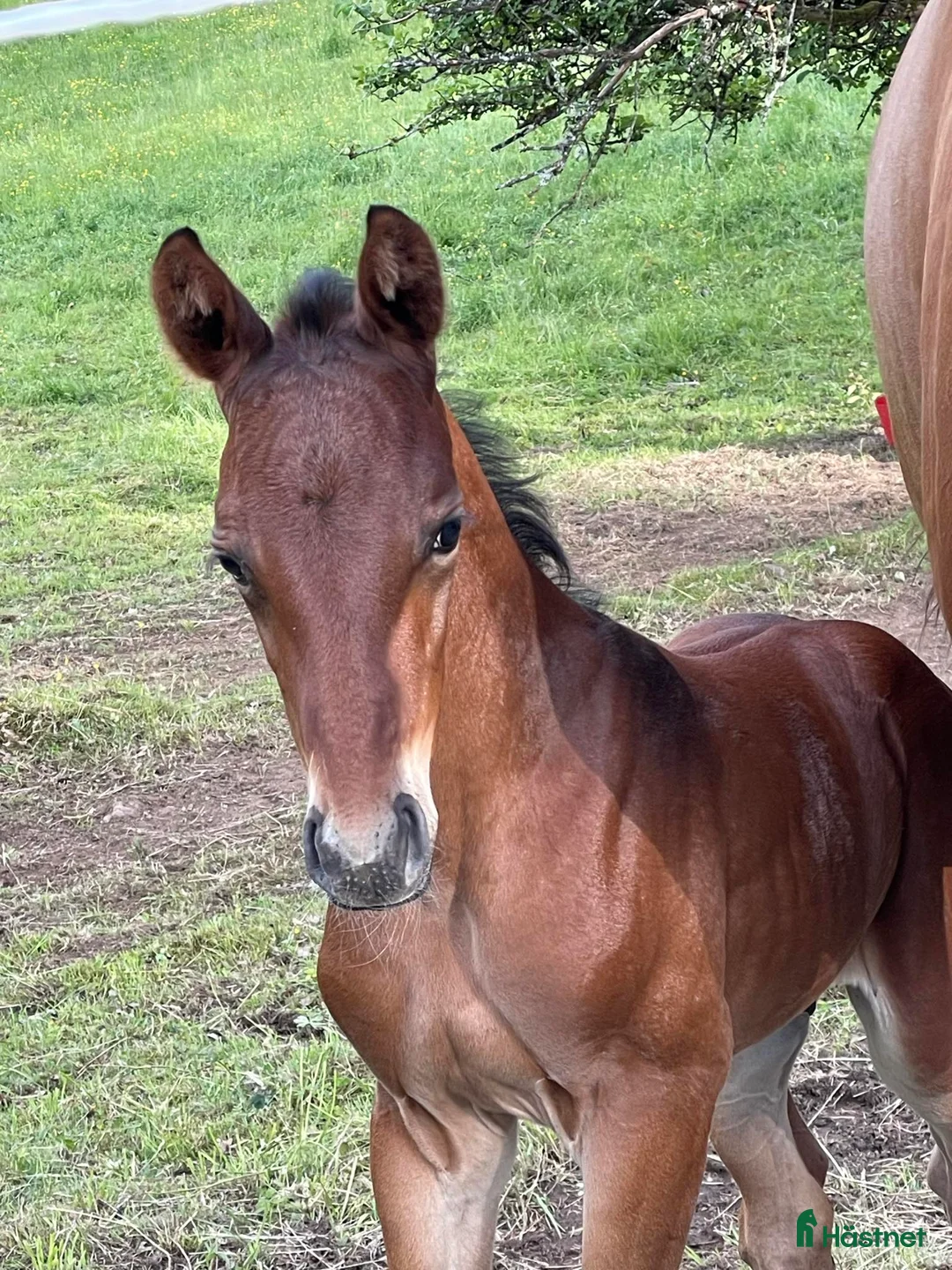 Fälttävlan hästar till salu: Åring med prestationsstark stamtavla i Bottnaryd - Annons 5