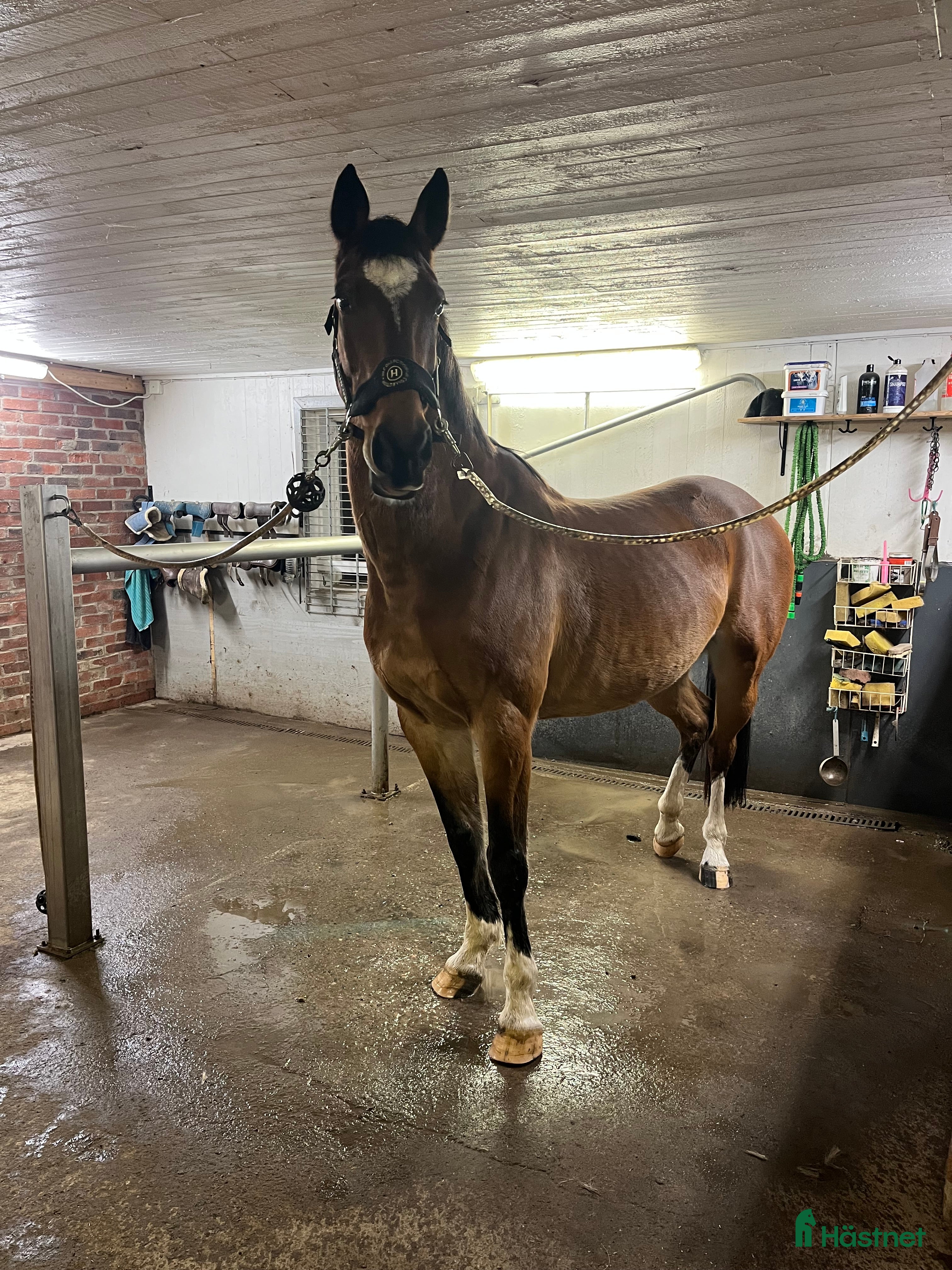  hästar Känsligt sto som projekt eller avel  - Annons 5