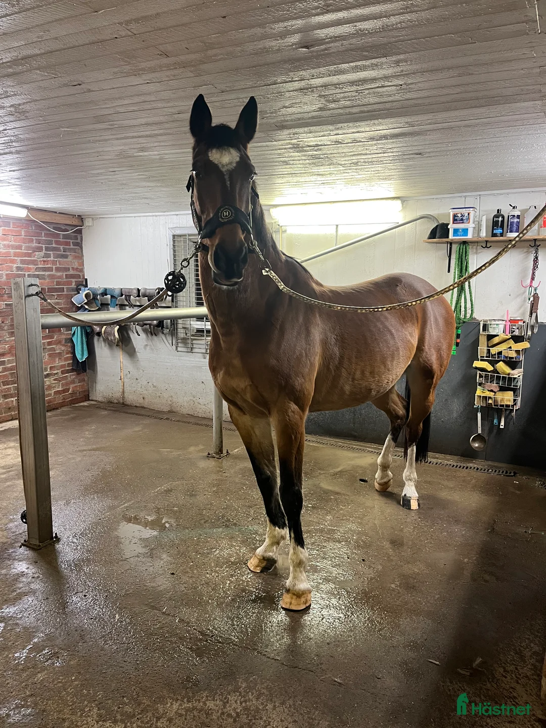 Allround hästar till salu: Känsligt sto som projekt eller avel  - Annons 1