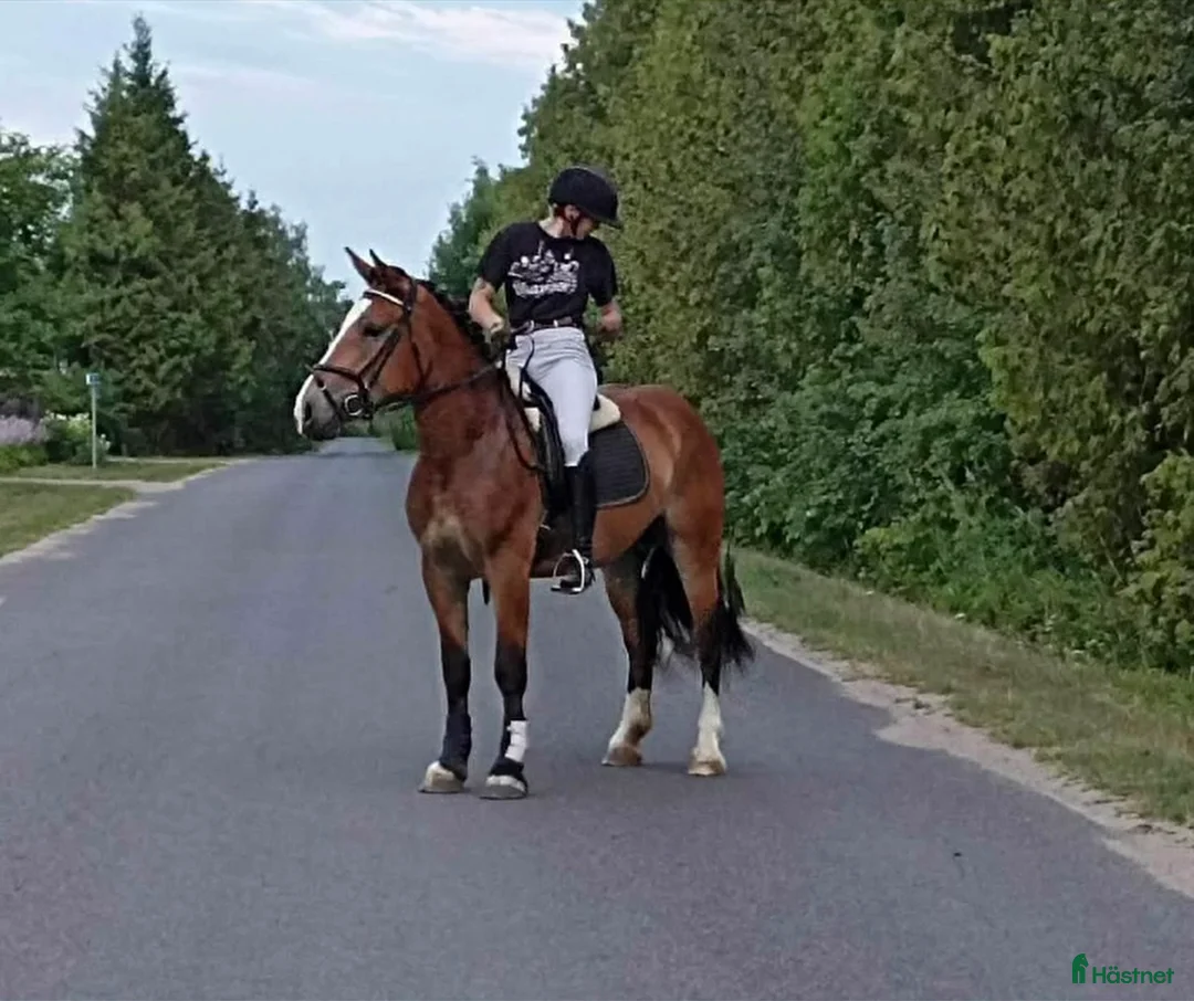 Allround hästar till salu: Snällt kallblod - Annons 2