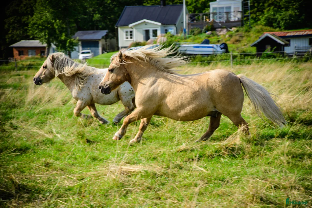 Allround hästar till salu: Ponnyer önskar mer ridning körning pyssel - Annons 2