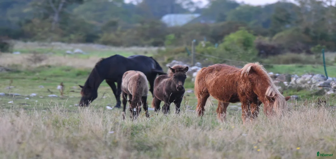 Galleribild {{count}}