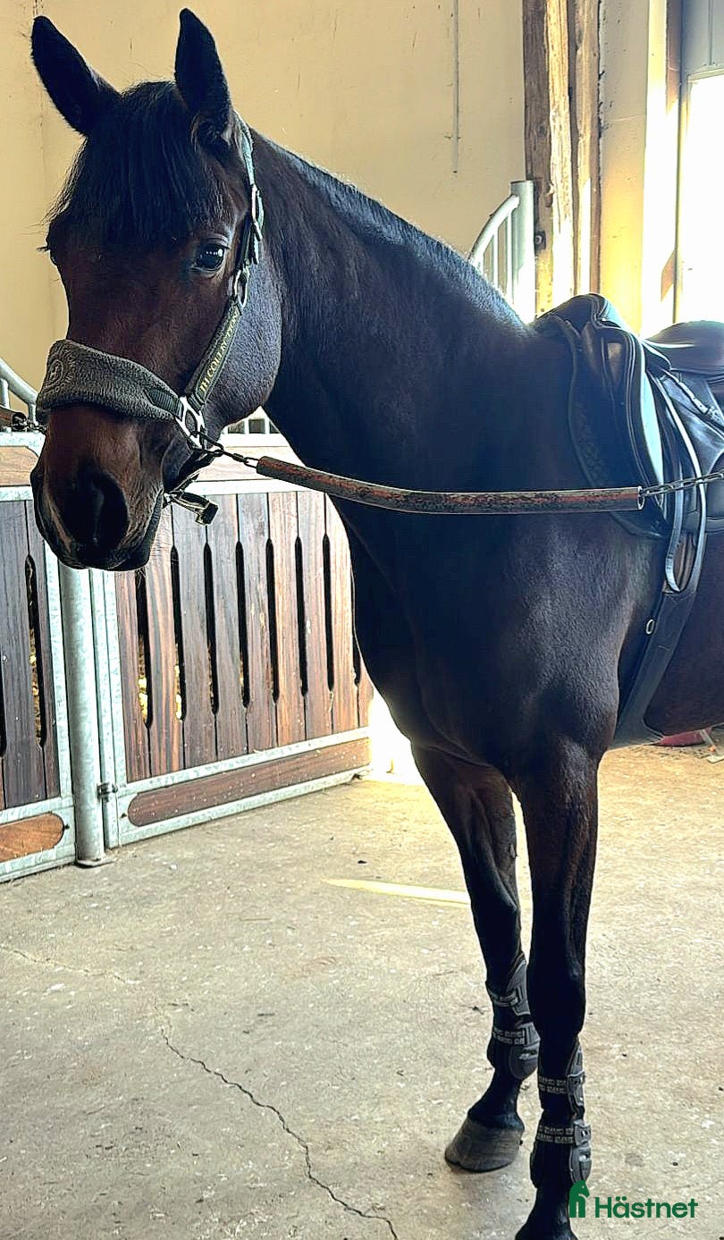 Hoppning hästar till salu: Talangfull och okomplicerad 4-åring - Annons 1