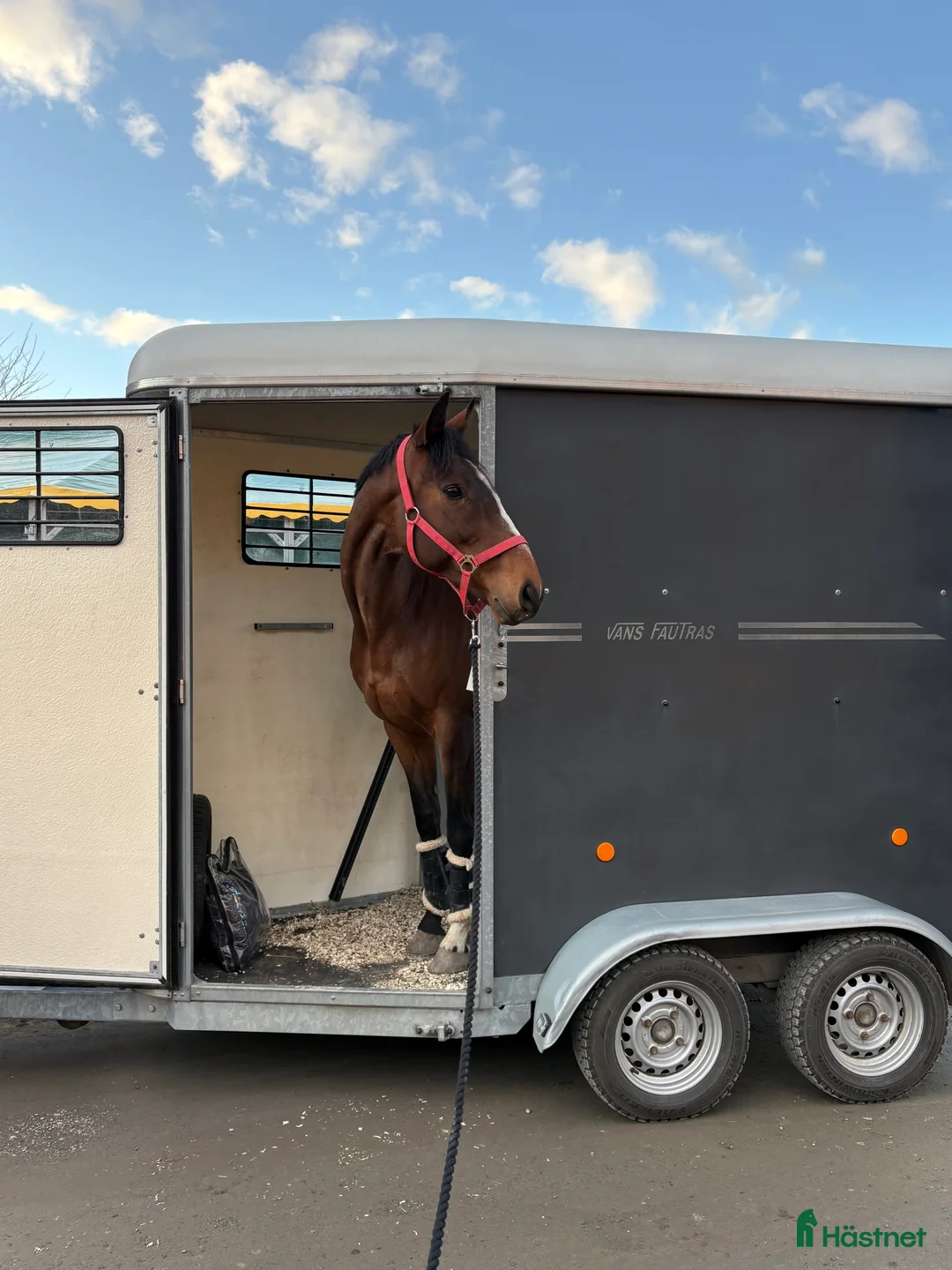 Allround hästar till salu: Pigg och rolig hobbyhäst - Annons 7