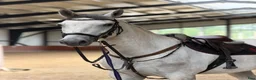 Galopp hästar till salu: Gorgeous 4 yo gelding   - Annons 3