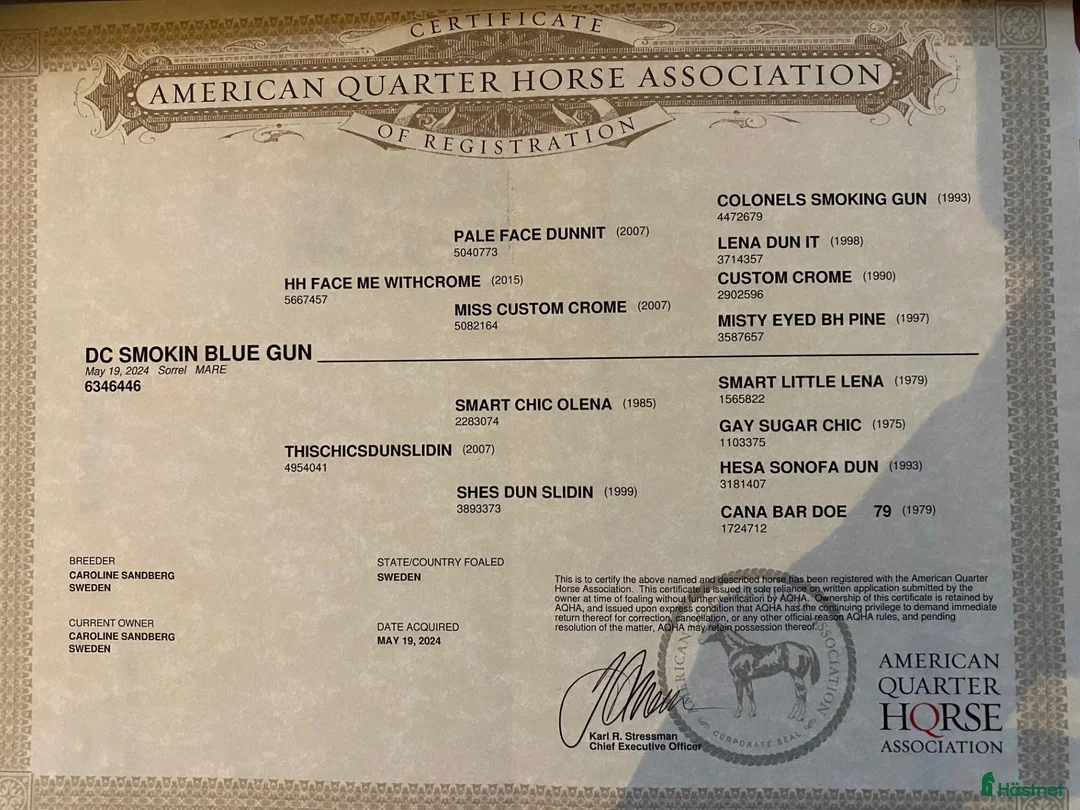 Western hästar till salu: DC Smokin Blue Gun i Sävsjö - Annons 5