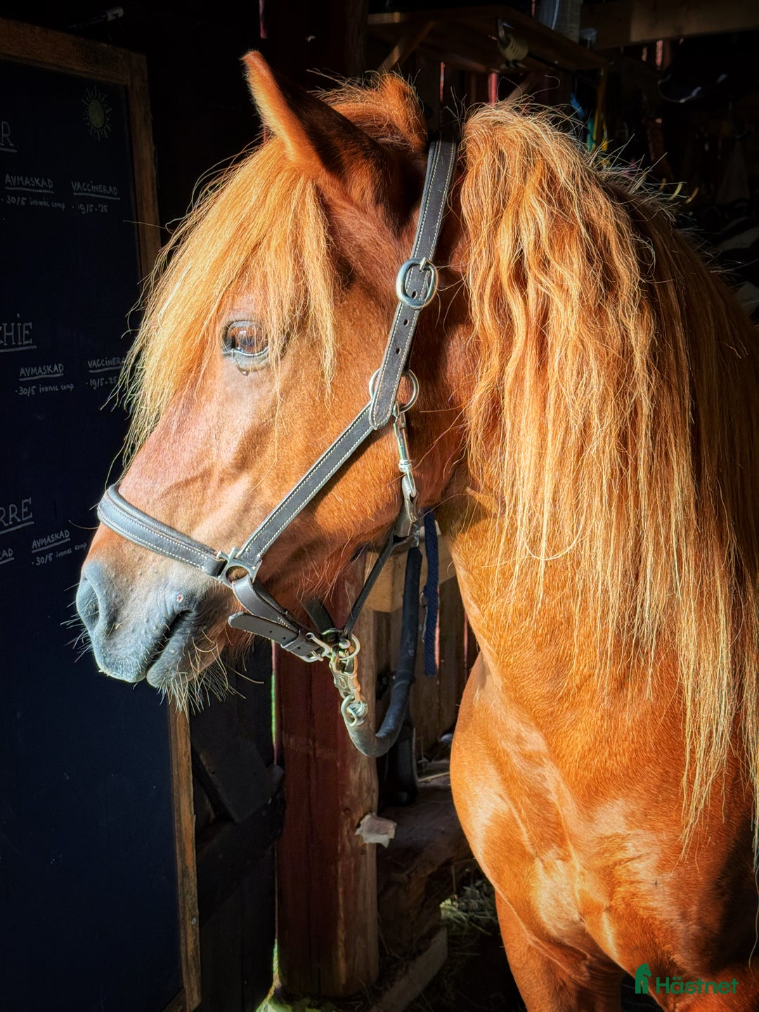 Allround hästar till salu: Världens snällaste islänning 12 år i Söderköping - Annons 5