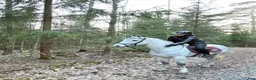 Allround hästar till salu: Superfin klass 1 Connemara  - Annons 1