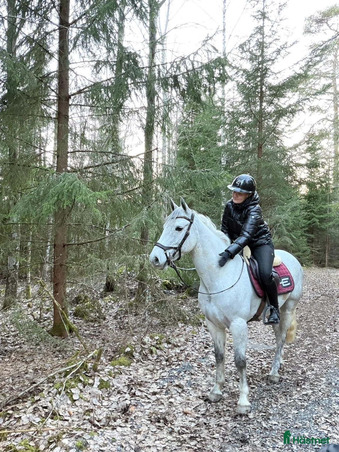 Allround hästar till salu: Superfin klass 1 Connemara  - Annons 1