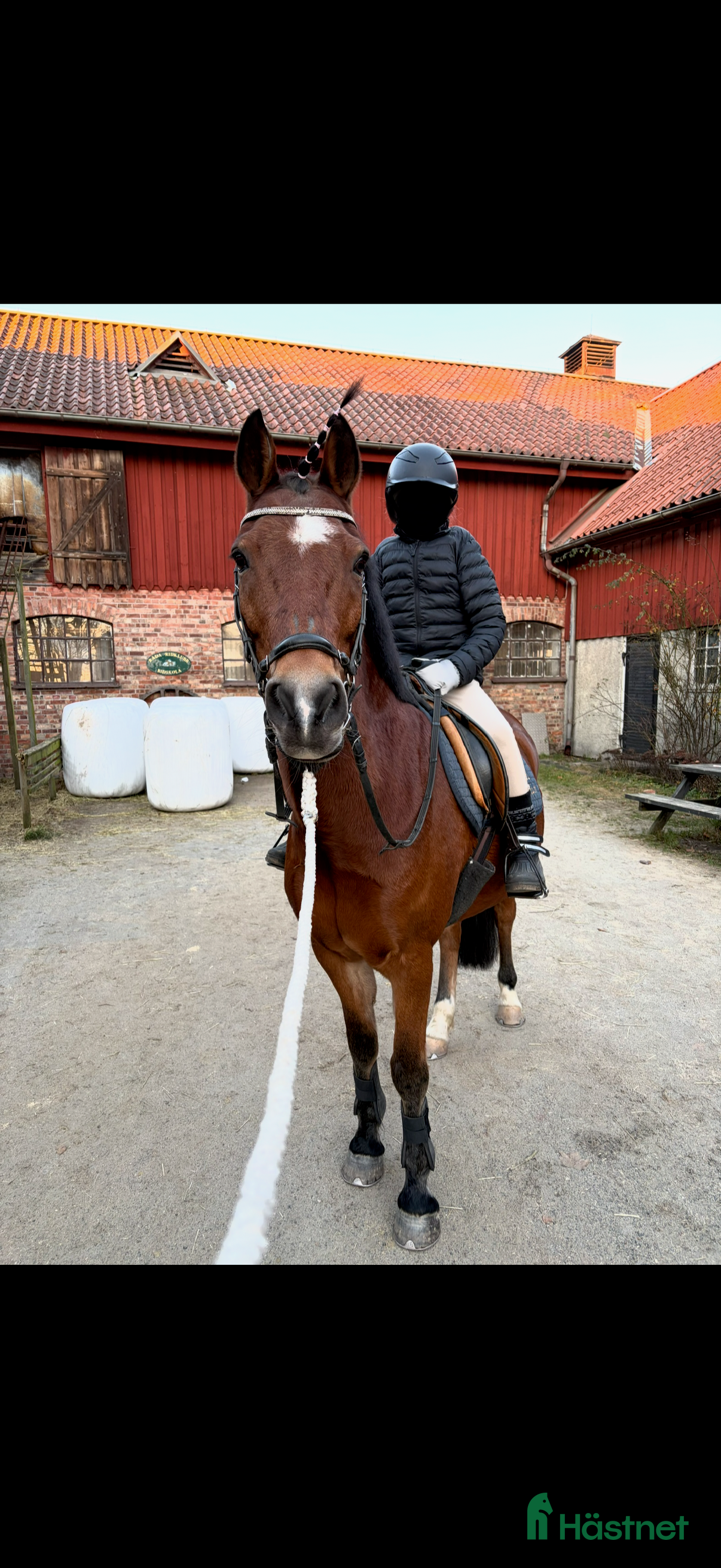  hästar D-ponny till salu! - Annons 1