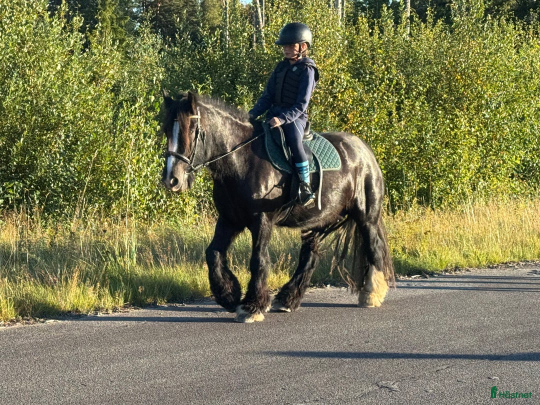  hästservice finnes: Julklappstips! Ridläger sommaren 2026 i Lidköping - Annons 15