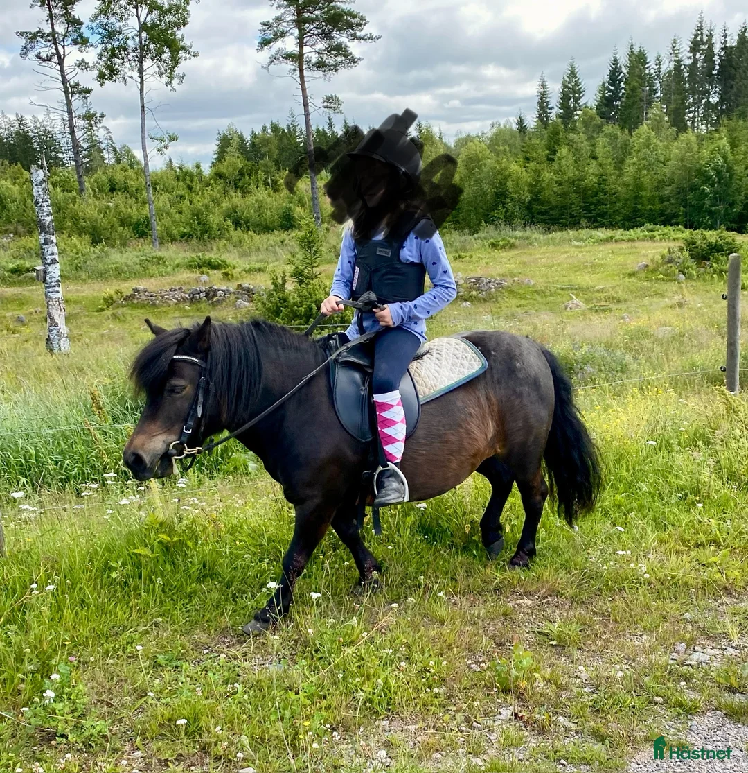 Sällskap hästar till salu: Sällskapsponny söker nytt hem i Mullsjö - Annons 3