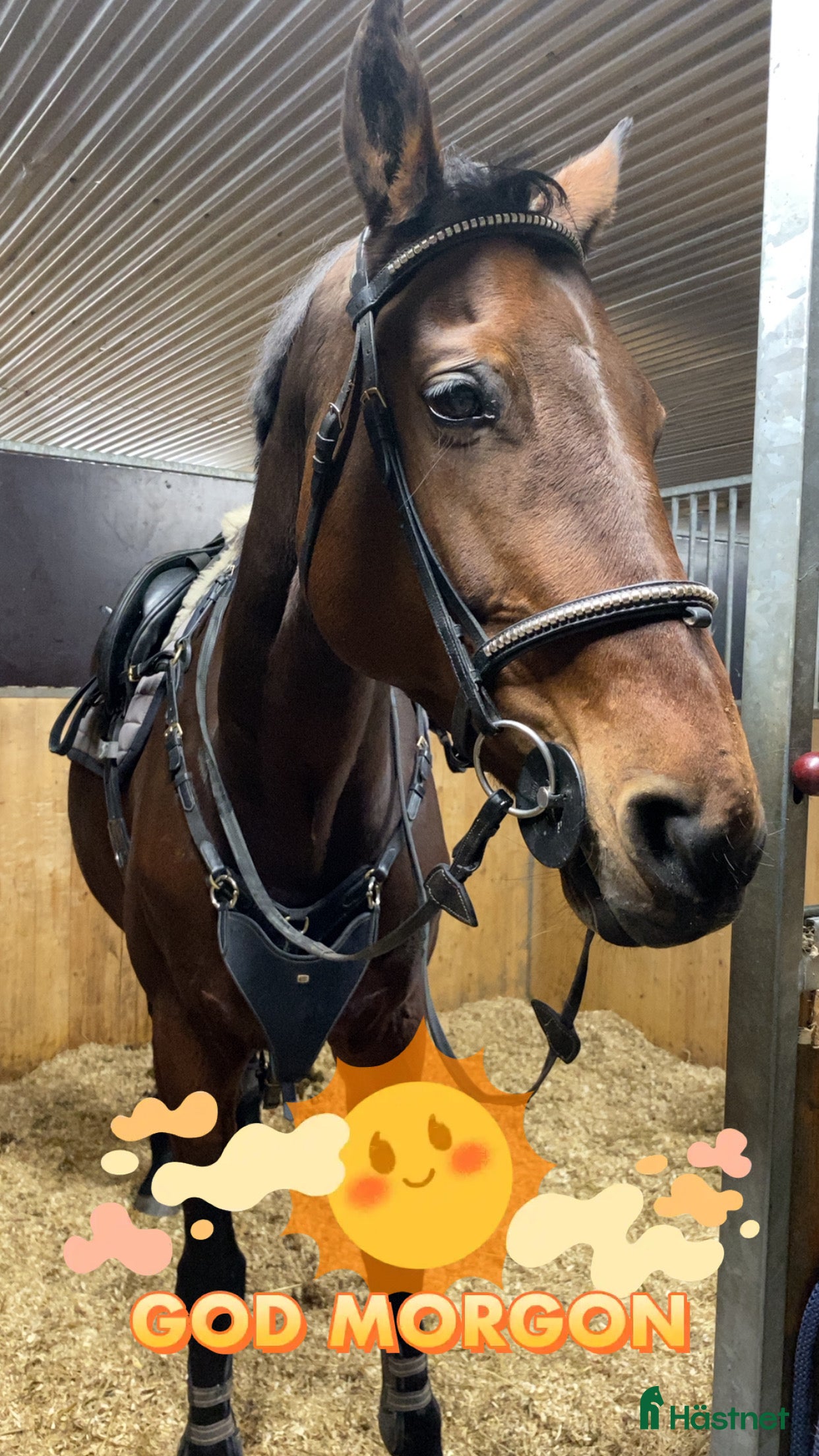  hästar 💫SÖKER MEDRYTTARE💫 i Grums - Annons 4