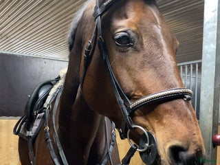 hästar 💫SÖKER MEDRYTTARE💫 i Grums - Annons 6