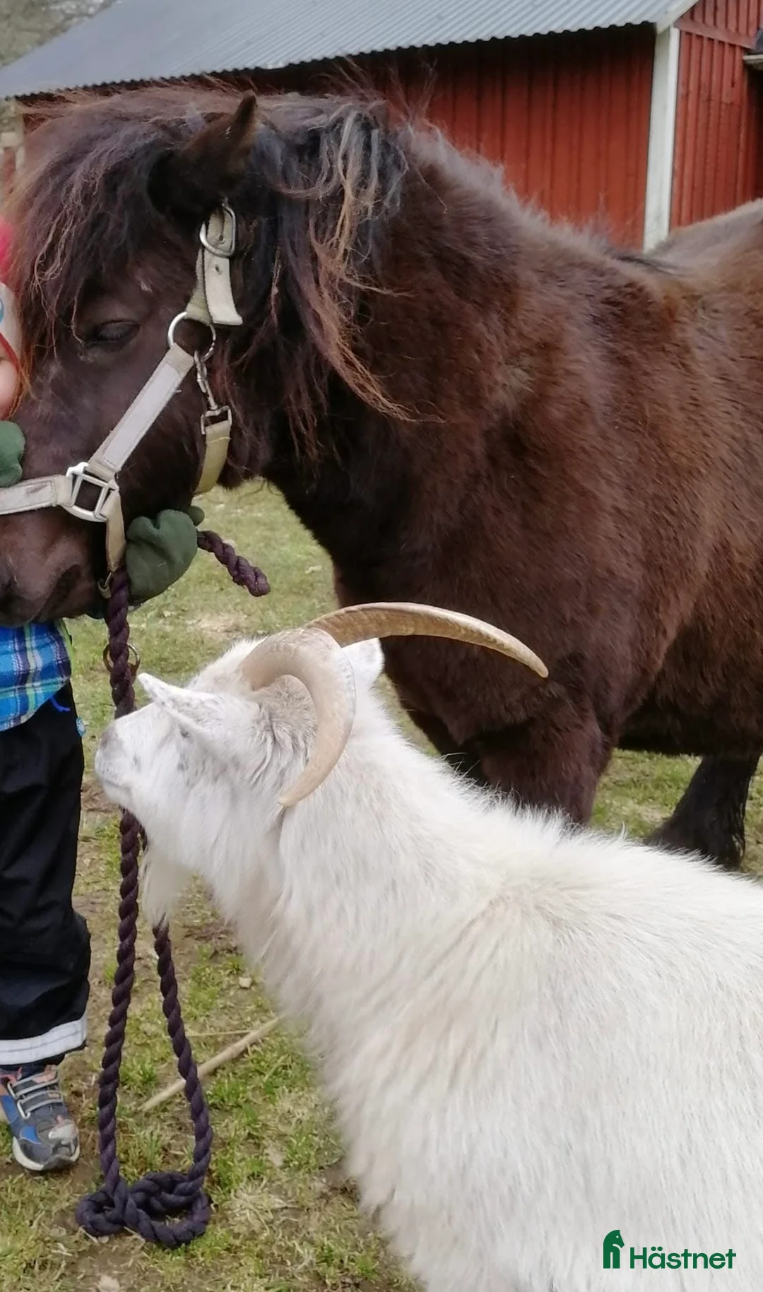 Allround hästar till salu: Genomsnäll barnponny - Annons 5